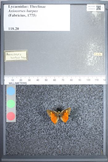 Media type: image;   Entomology 68203